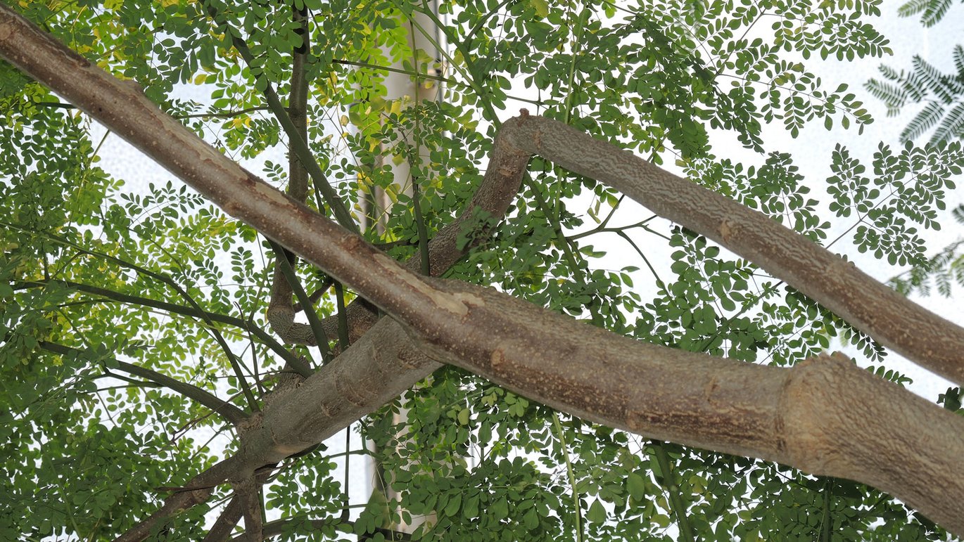 Moringa (Moringa oleifera)