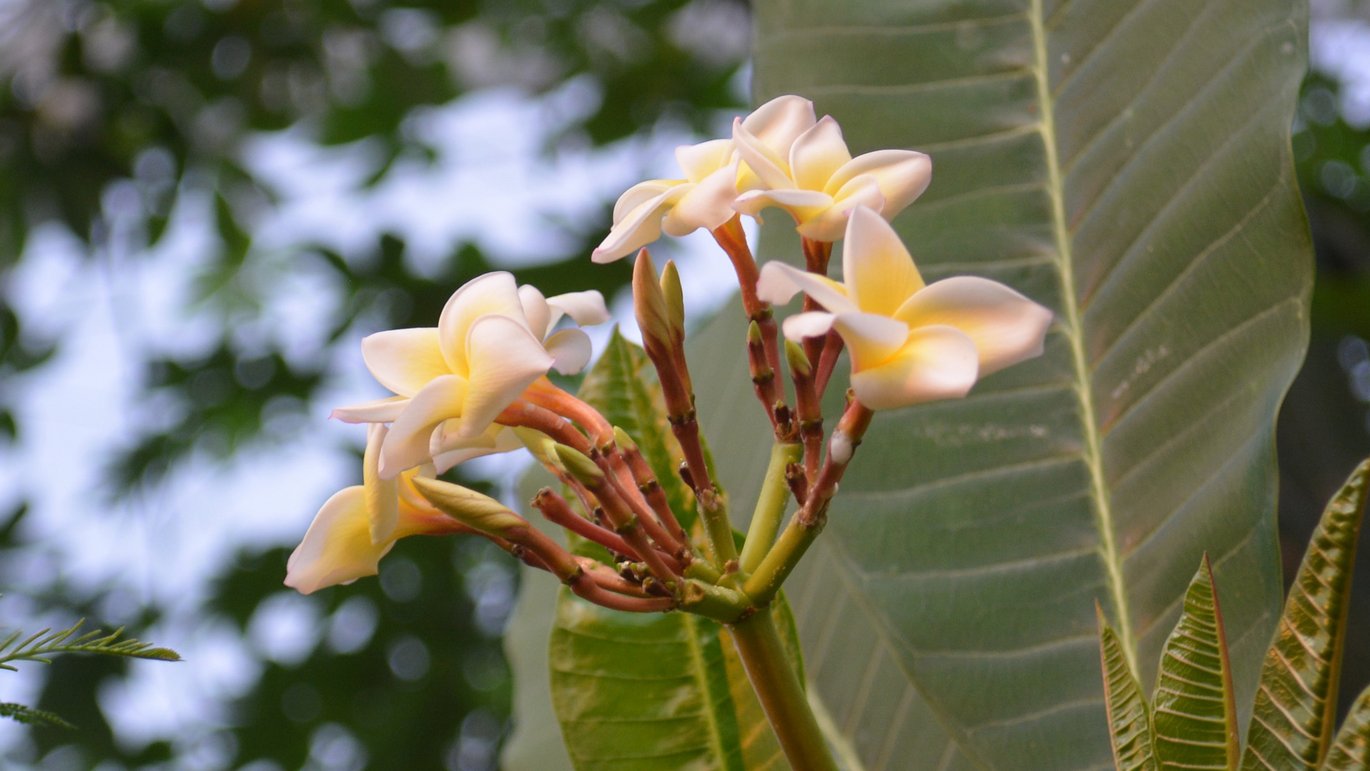Blomst af Plumeria