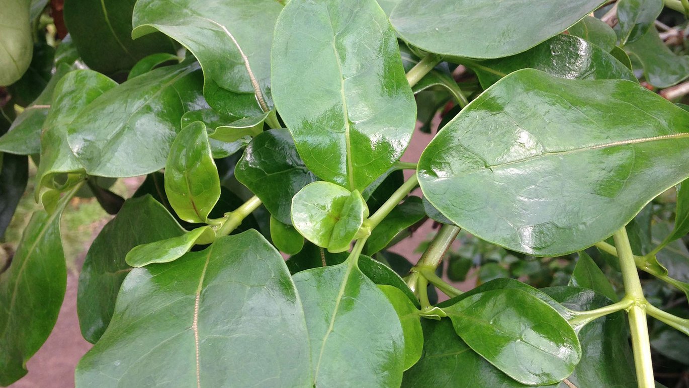 Spejlplante (Coprosma baueri)