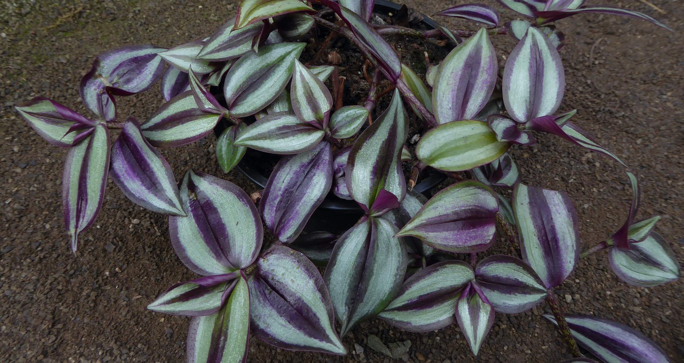 Zebrsablad (Tradescantia zebrina)