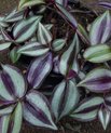 Zebrsablad (Tradescantia zebrina)