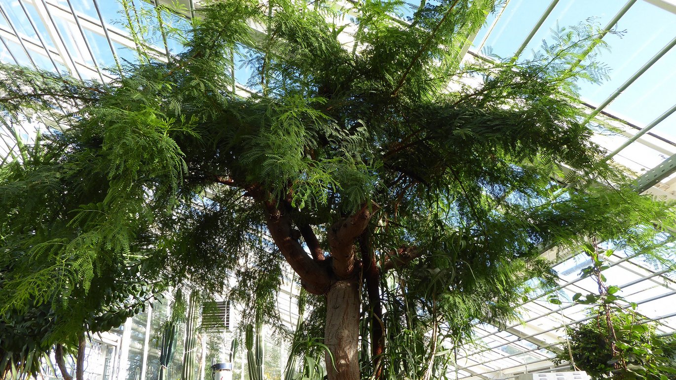 Karroo-akacie - Acacia karroo