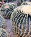 Golden barrel cactus