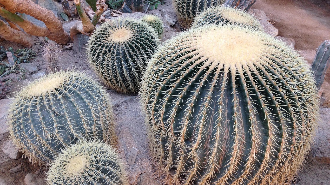 Golden barrel cactus