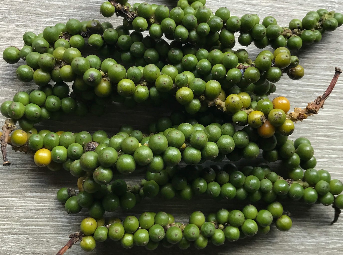 Clusters of pebbercorns, the fruits of Black pebber (Piper nigrum)