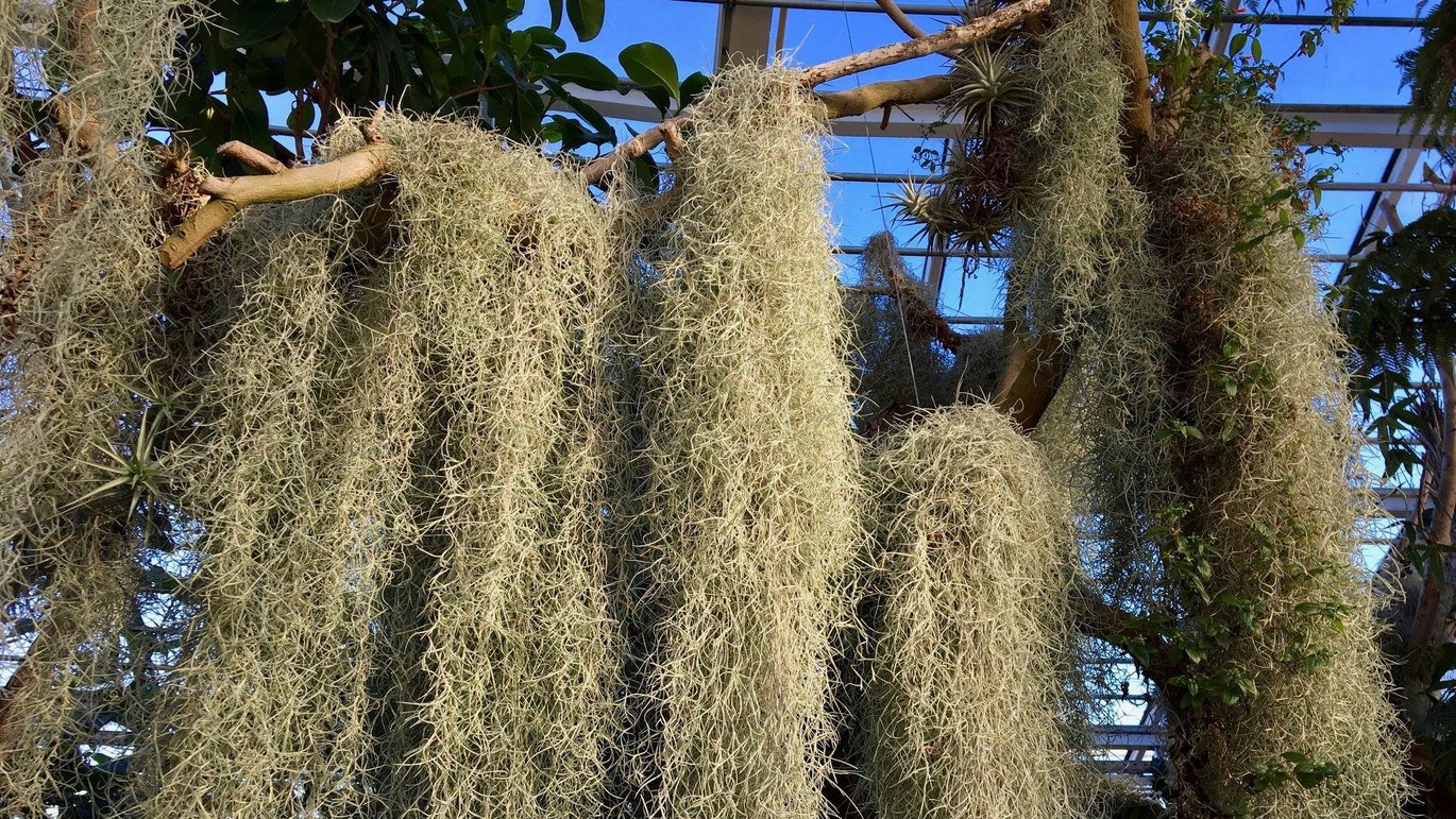Spanish moss (Tillandsia usneoides)