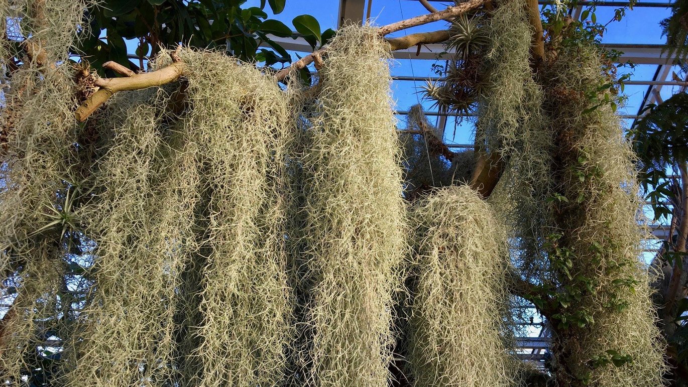 Spaniolskæg (Tillandsia usneoides)