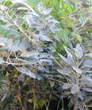 Mauritian red bull tree