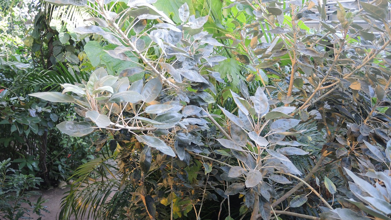 Mauritian red bull tree