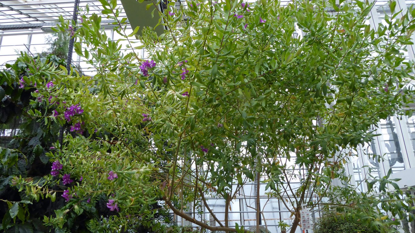 Myrte-mælkeurt (Polygala myrtifolia)