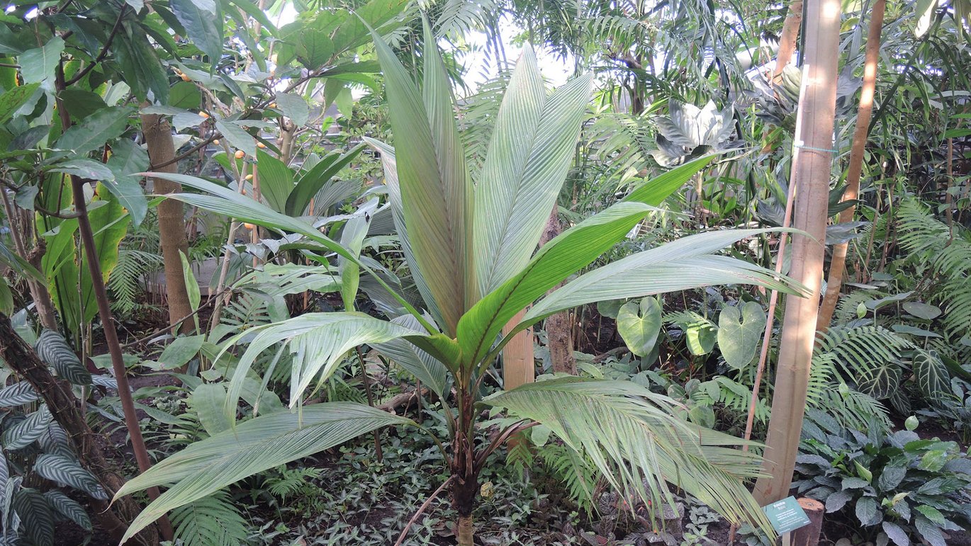 Hunstjernepalme (Asterogyne martiana)