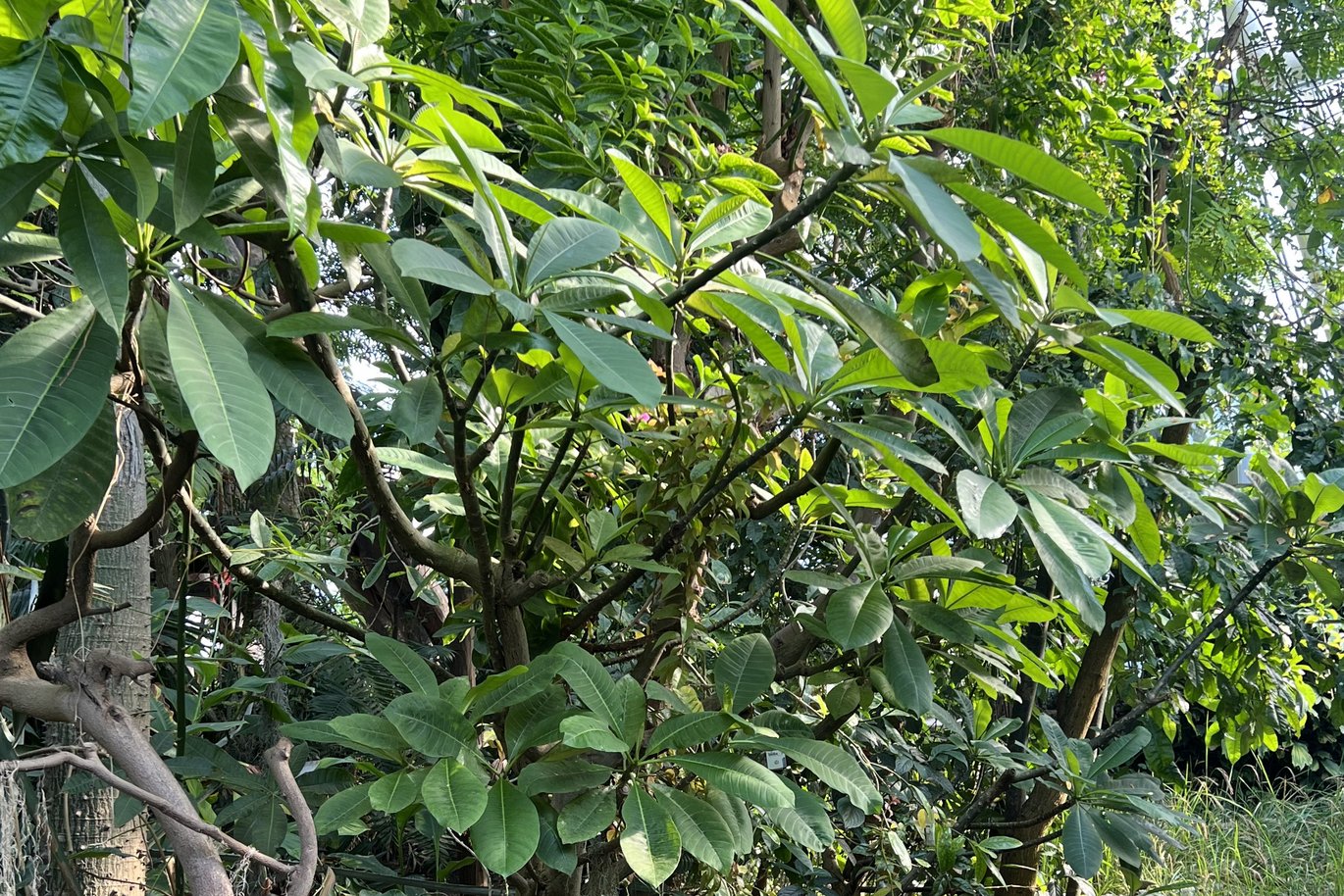 Plumeria i Væksthusene