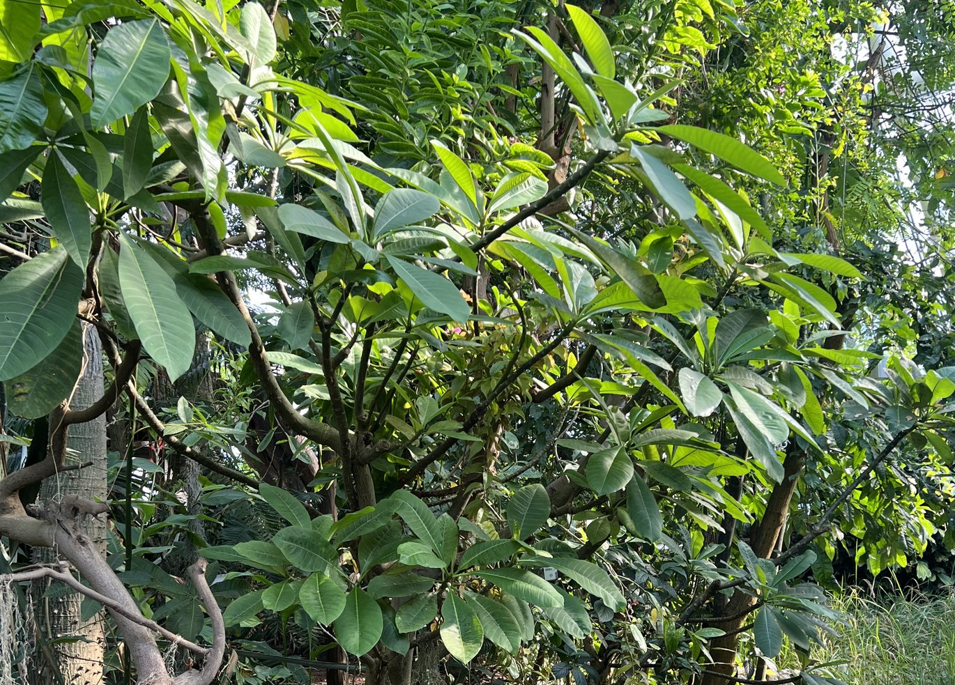 Plumeria i Væksthusene