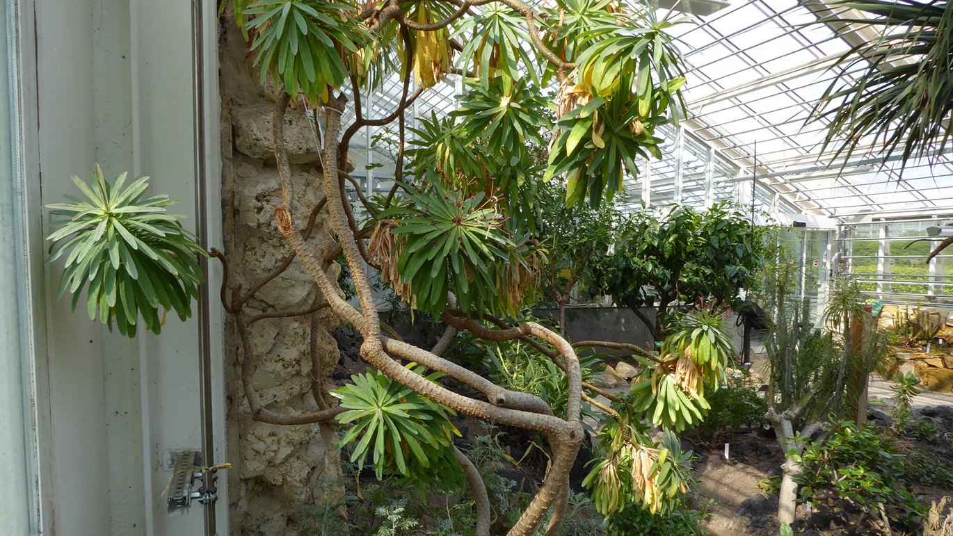 Gomera-vortemælk (Euphorbia bravoana)