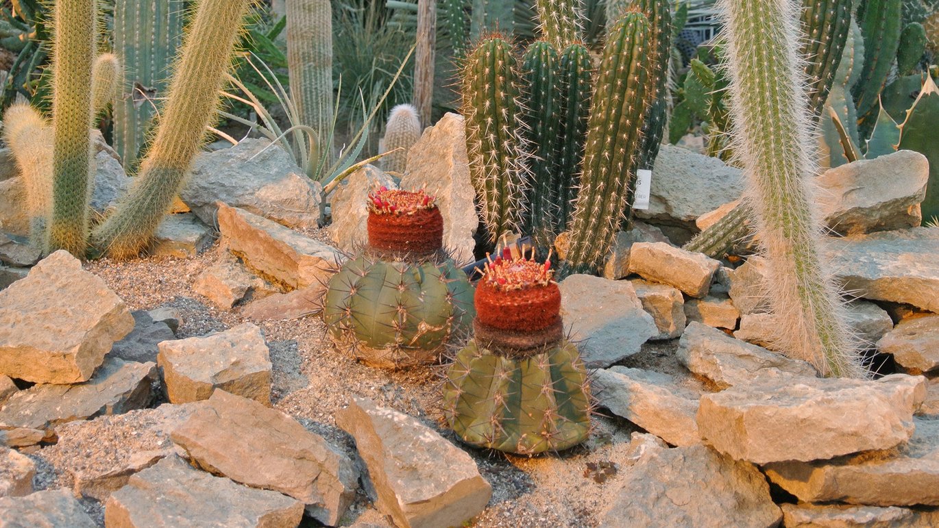 Melonkaktus i Ørkenhuset i Væksthusene i Aarhus