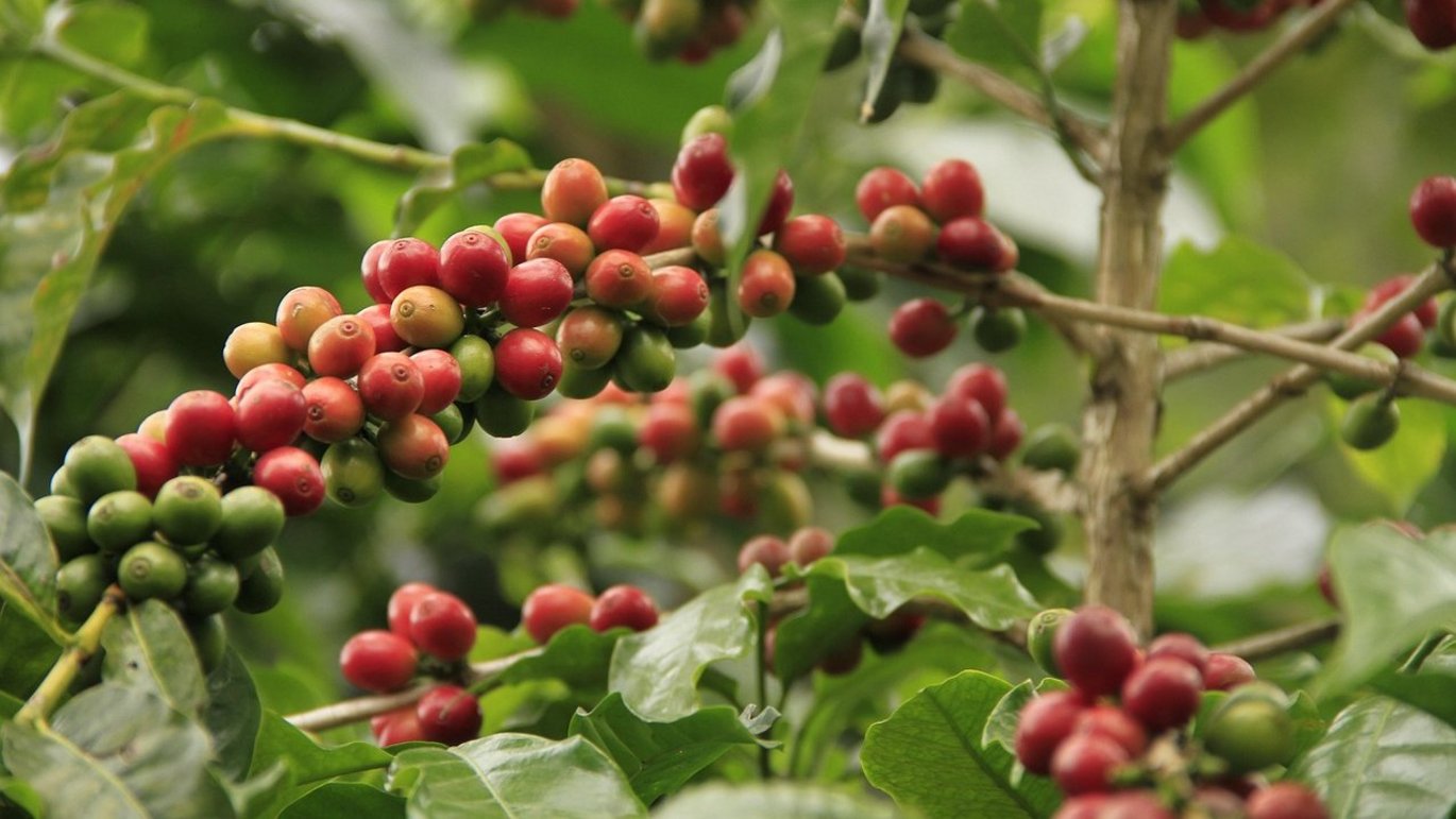 Kaffe (Coffea arabica)