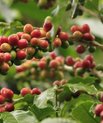 Kaffe (Coffea arabica)