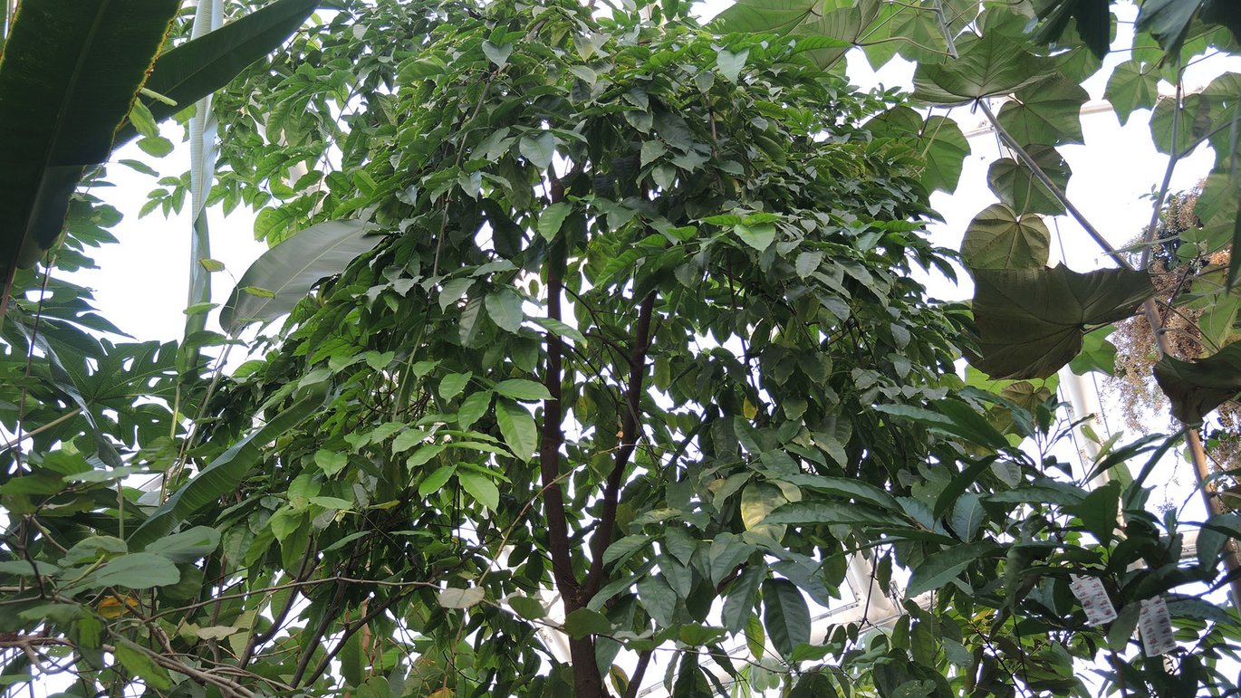 Macatræ (Platymiscium pinnatum)