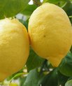 Citron (Citrus Limon)
