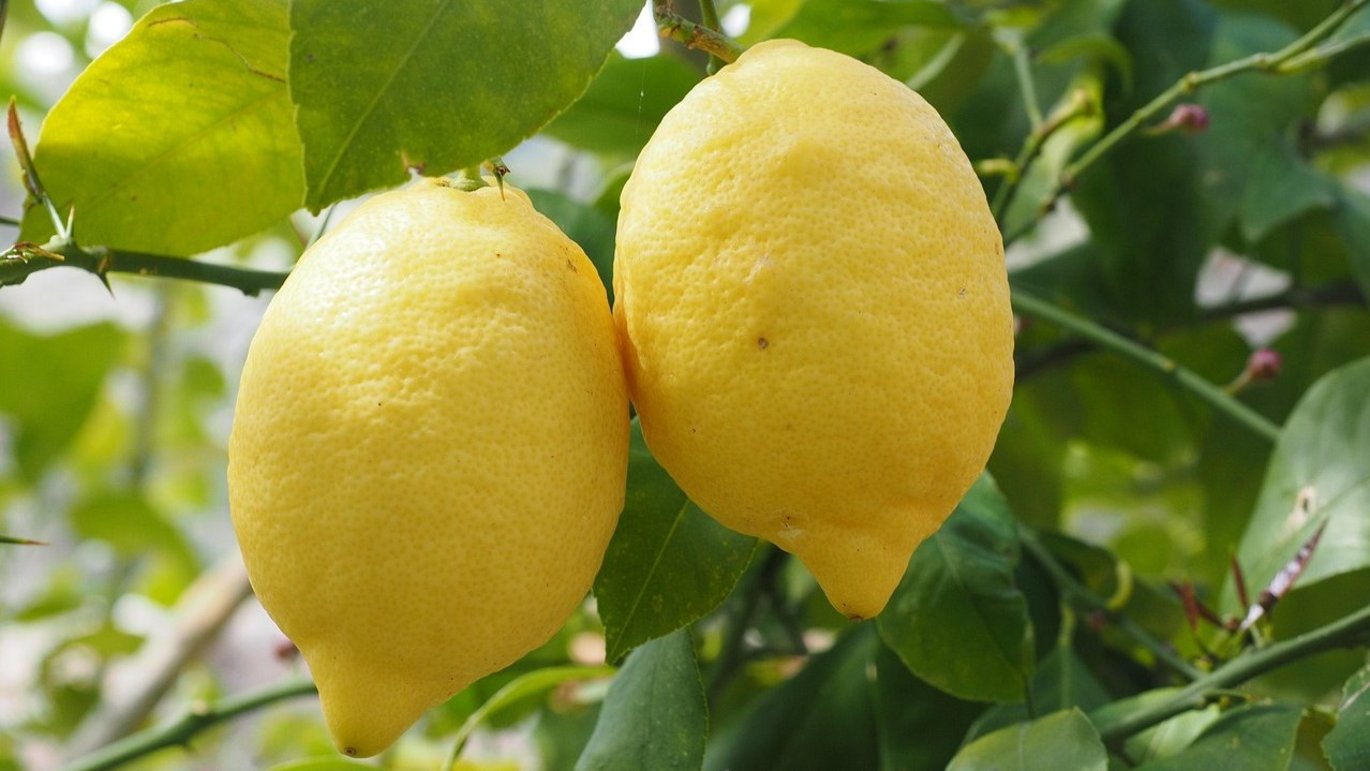 Lemon (Citrus Limon)