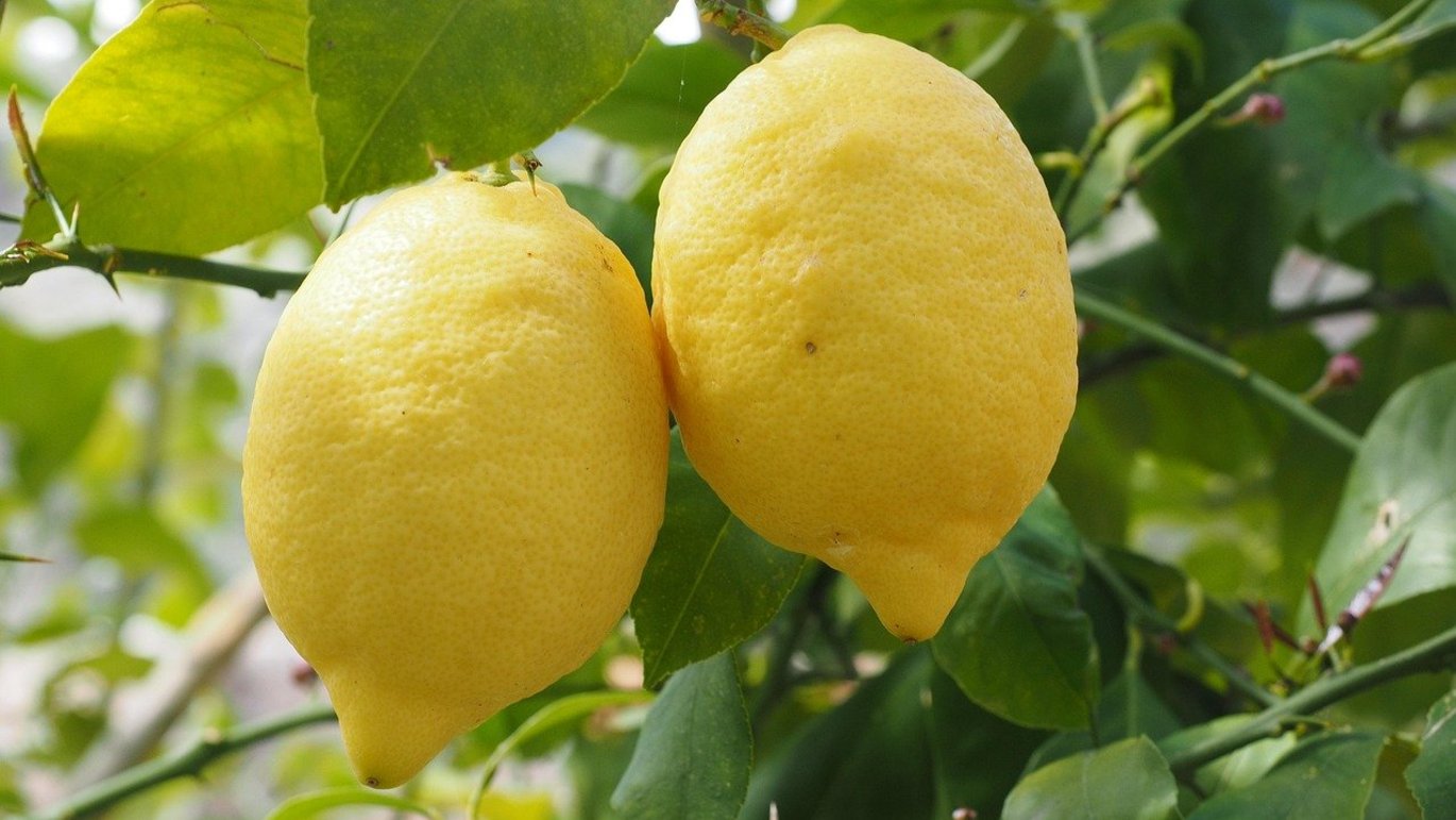 Citron (Citrus Limon)