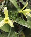 Flowering vanilla