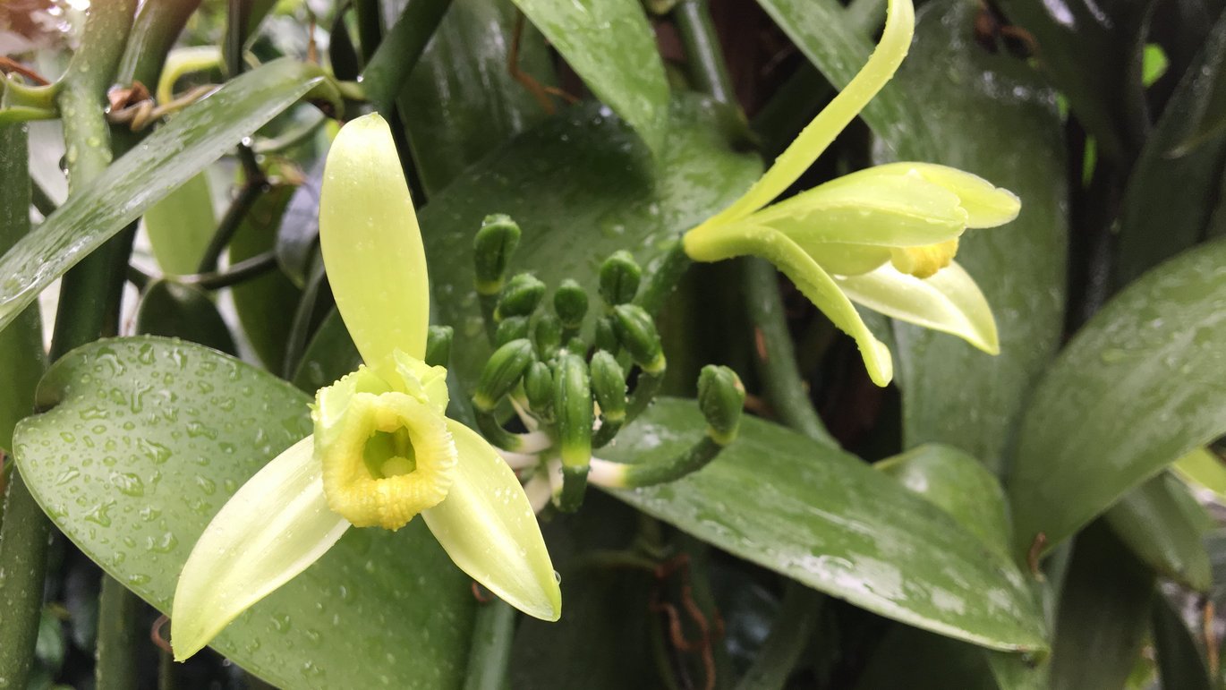 Flowering vanilla