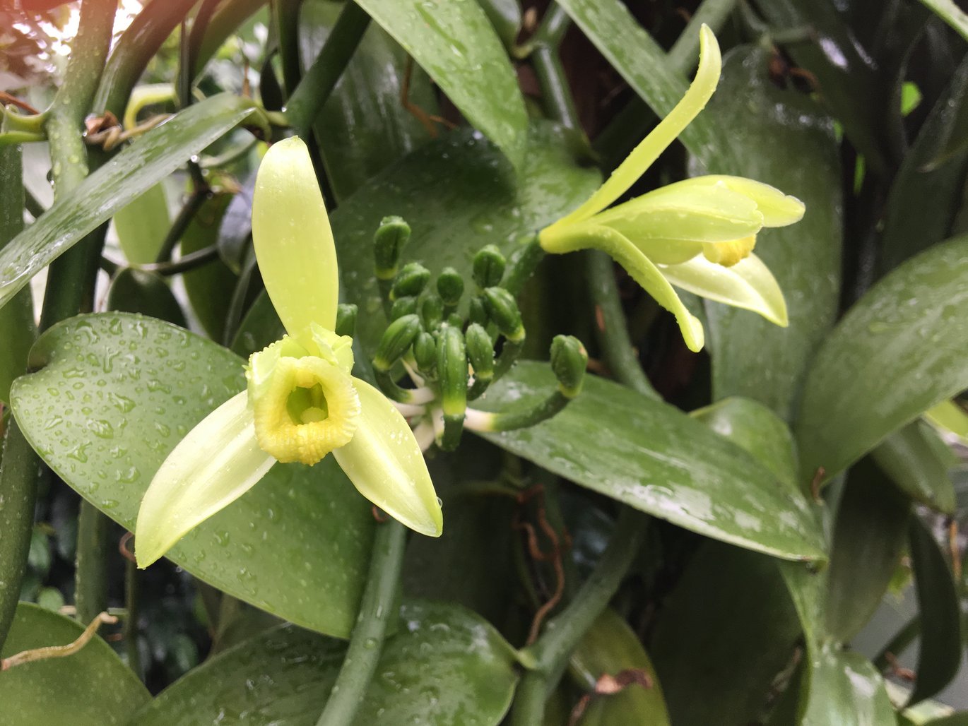 Ægte vanilje i blomst