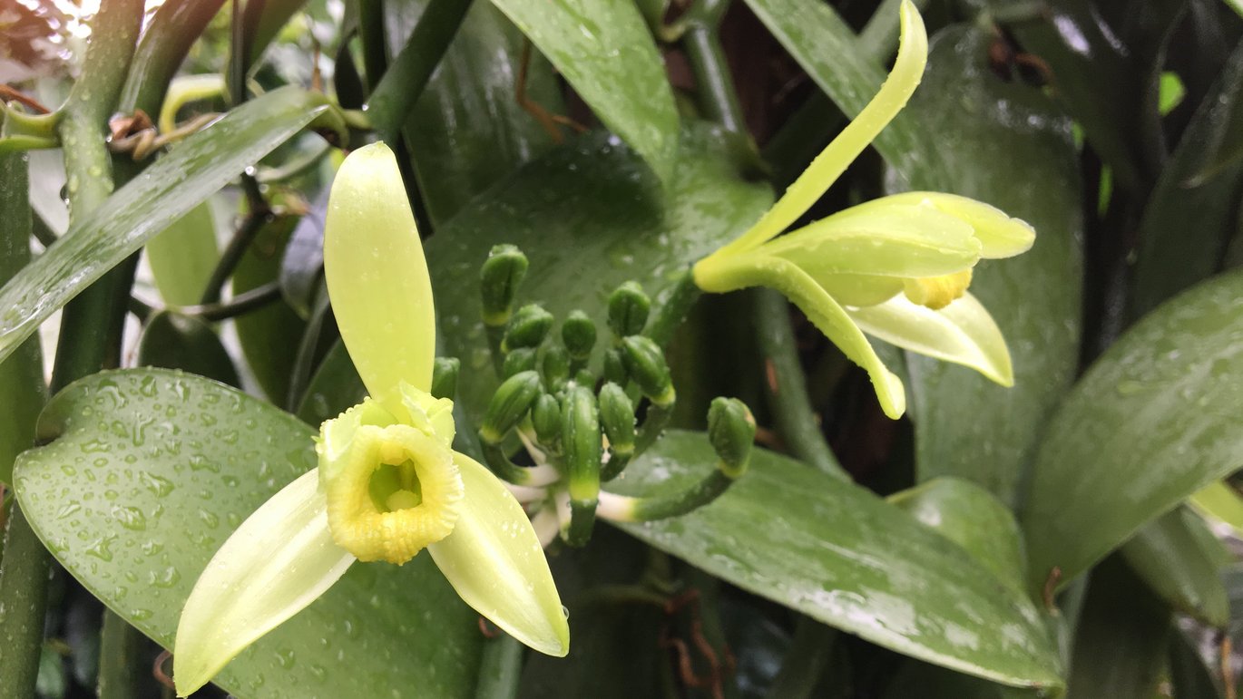 Ægte vanilje i blomst