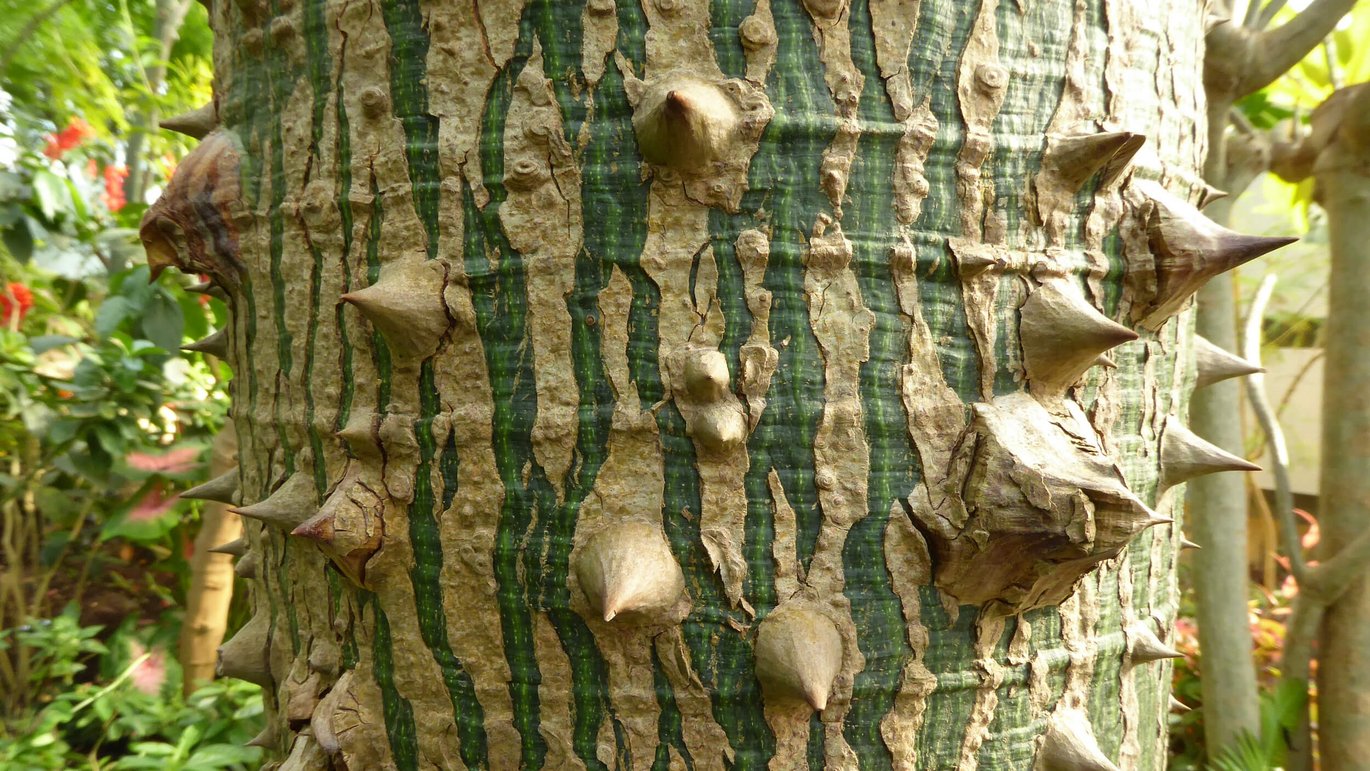 Stem of silk floss tree
