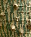 Stem of silk floss tree