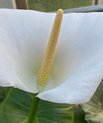 Hvid kalla (Zantedeschia aethiopica)
