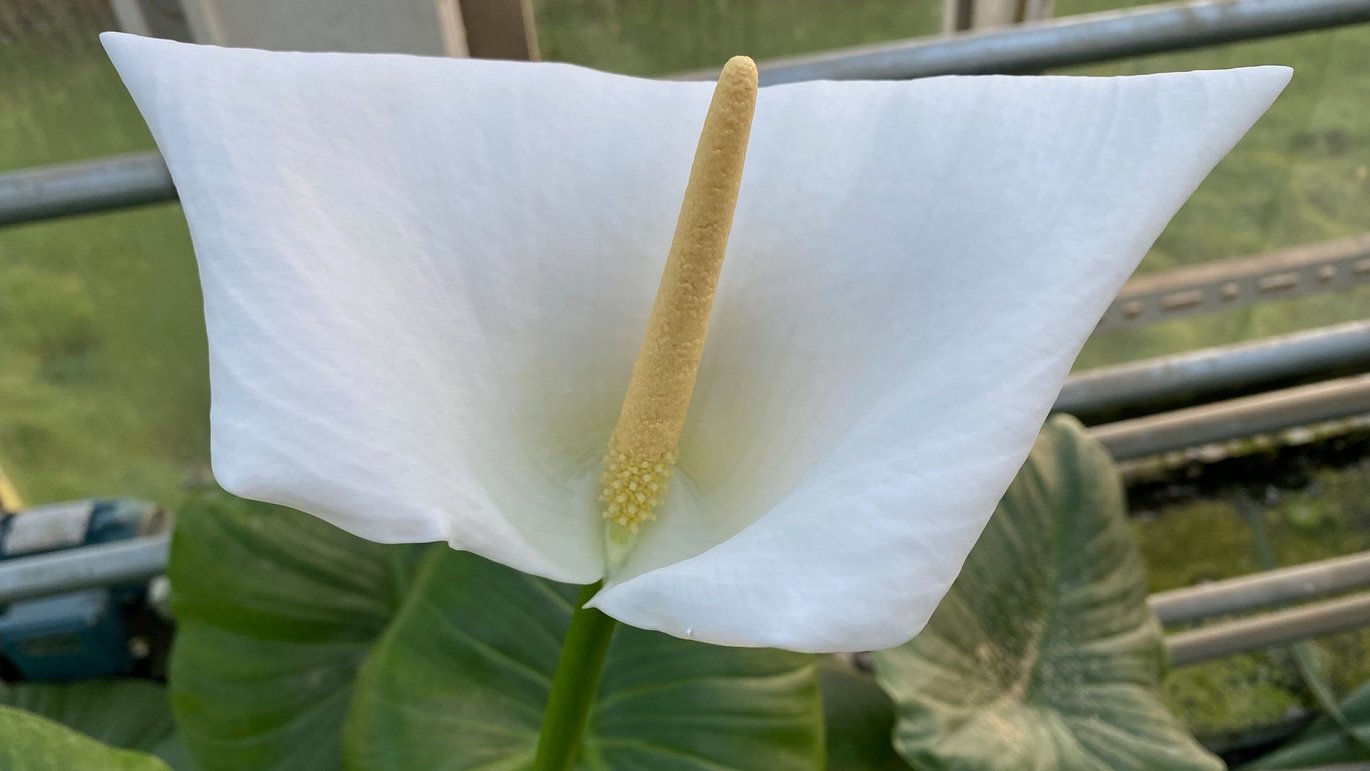 Hvid kalla (Zantedeschia aethiopica)