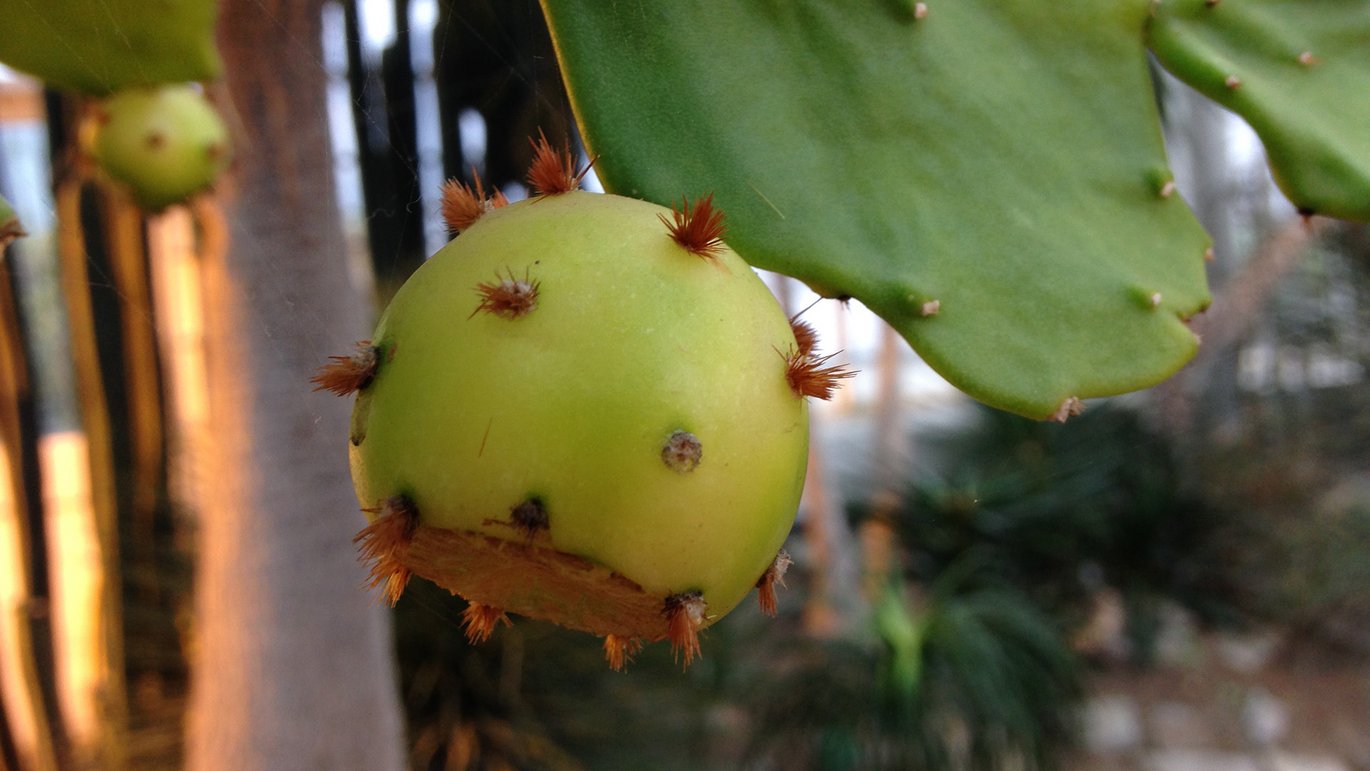 Frugten på en brasiliansk figenkaktus