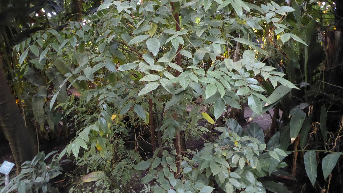Stjernefrugt eller Karambol (Averrhoa carambola)