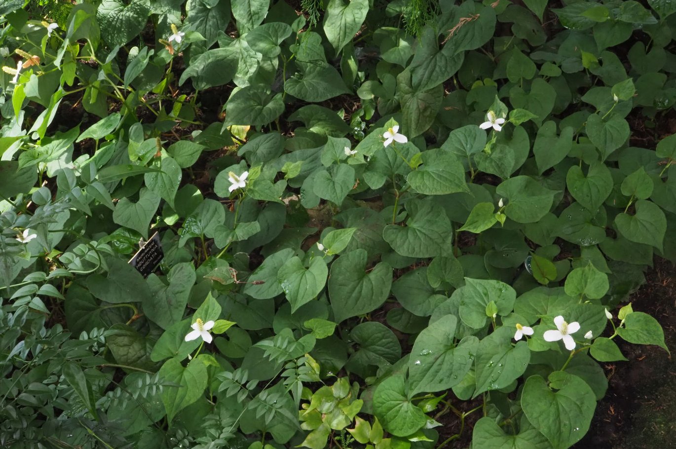Kamæleonblad - (Houttuynia cordata)