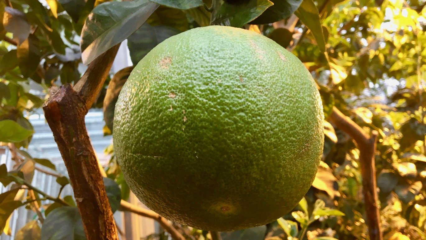 Pomelo (Citrus maxima)