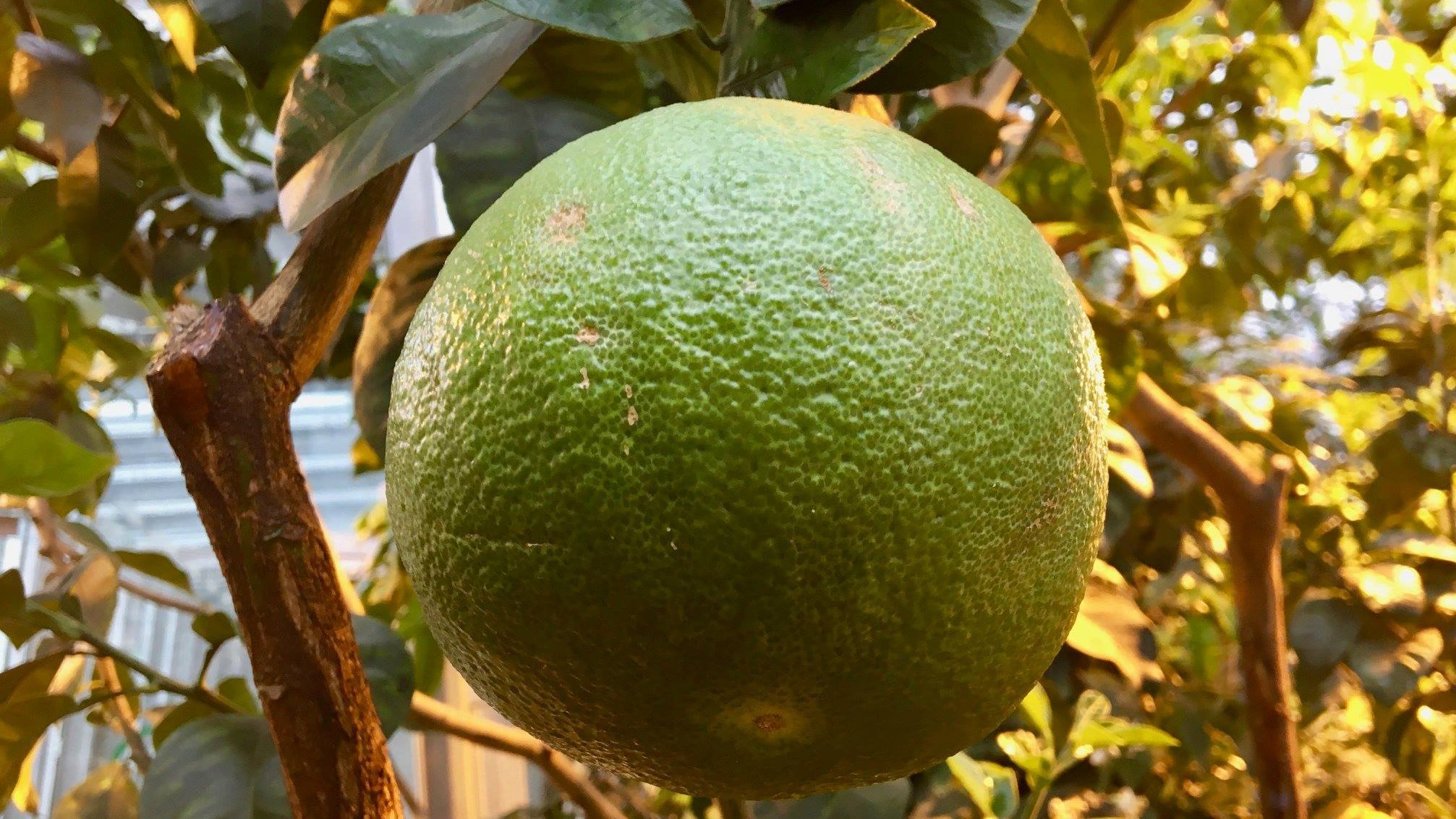 Pomelo (Citrus maxima)