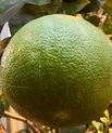 Pomelo (Citrus maxima)