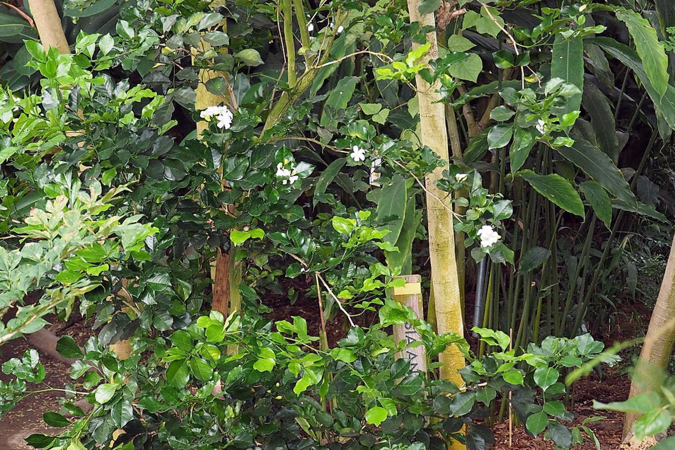 Orange jasmine (Murraya paniculata) is an evergreen shrub with small, white, fragrant flowers.