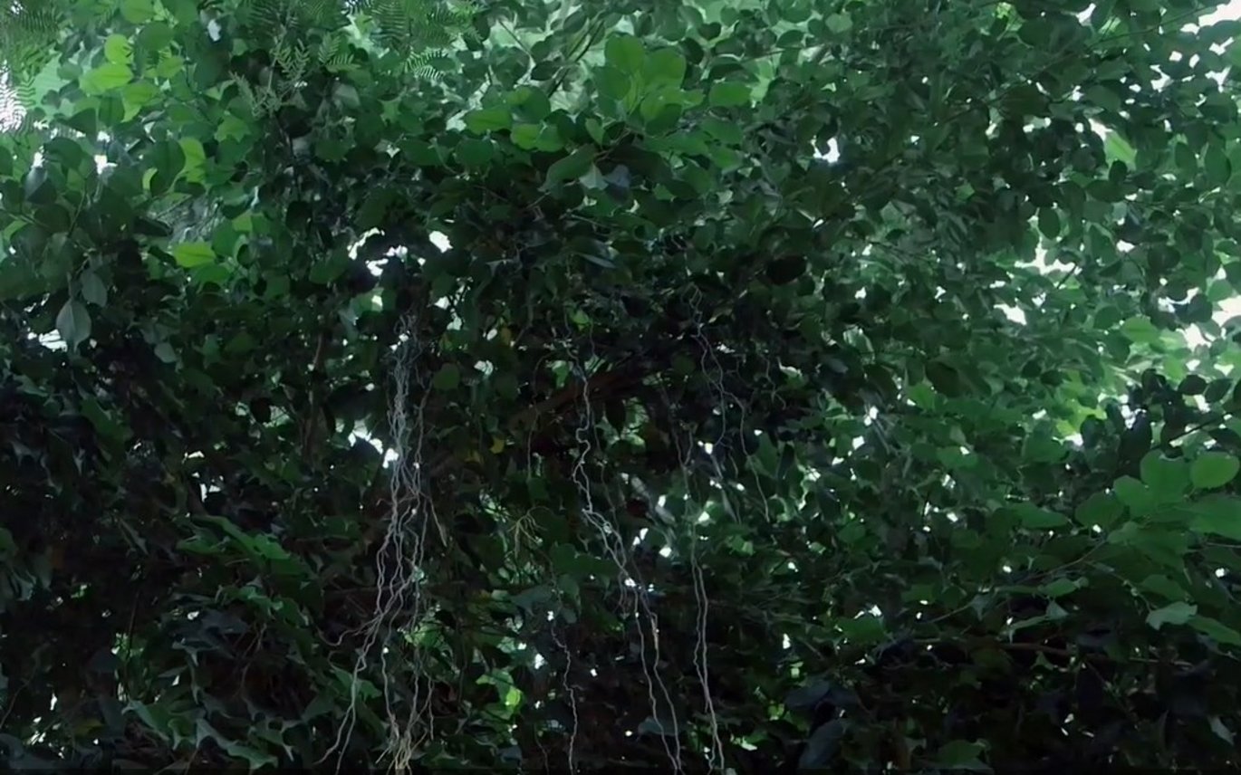 Weeping Fig (Ficus benjamina) is best known as a houseplant, but in the Greenhouses and in the wild it develops into a large tree.