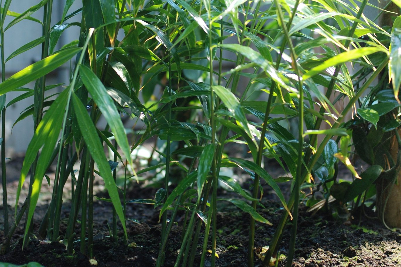 Ingefær (Zingiber officinale)