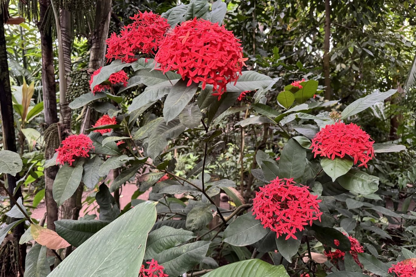Scarlet jungle flame can be seen in bloom for most of the year in the Tropical House.