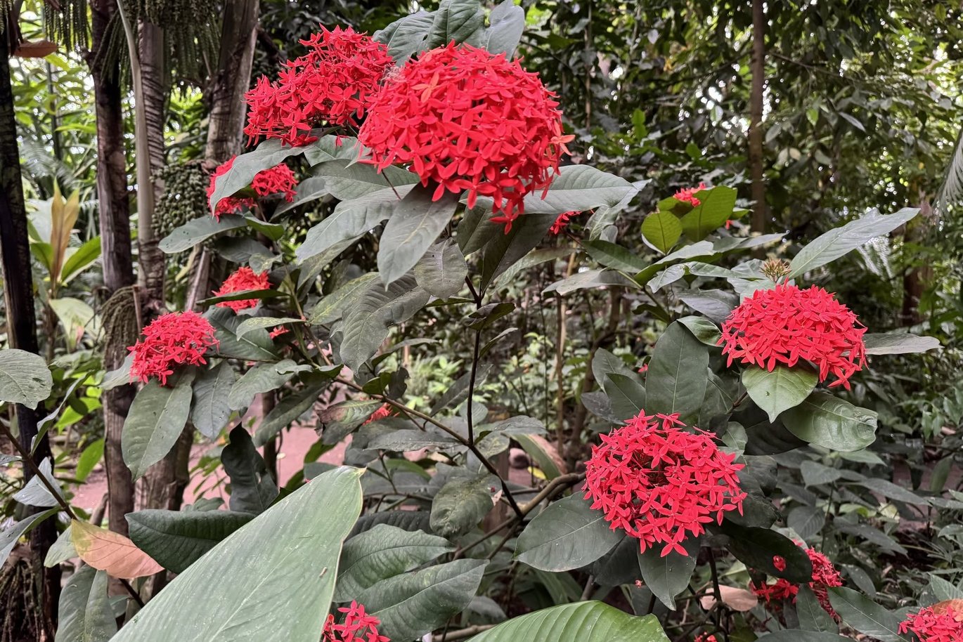 Java-ildkugle blomstre det meste af året i tropehuset