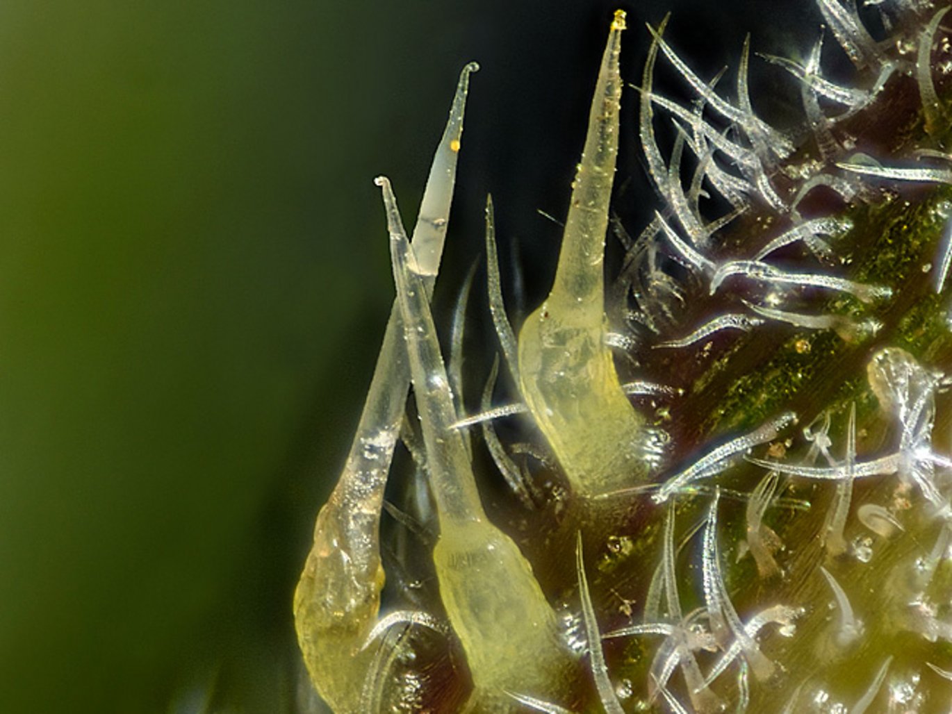 Hairs of Common nettle (Urtica dioica)