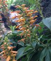 Canary Island foxglove (Digitalis canariensis)