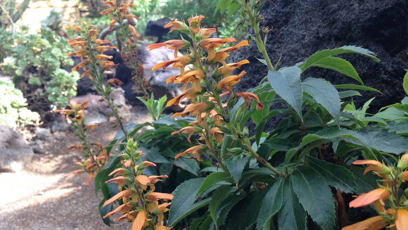 Kanarisk fingerbøl, blonsterstand