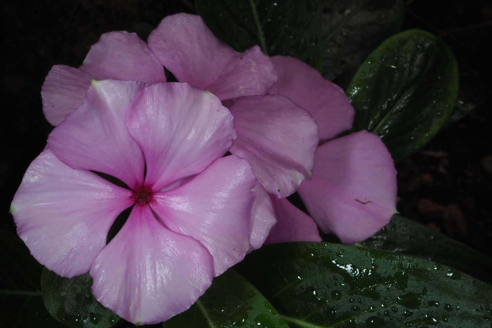 Purpurøje (Catharanthus roseus) i Tropehuset i Aarhus