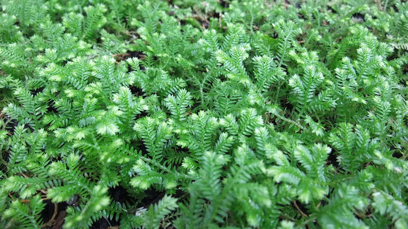Krauss' dværgulvefod (Selaginella kraussiana)