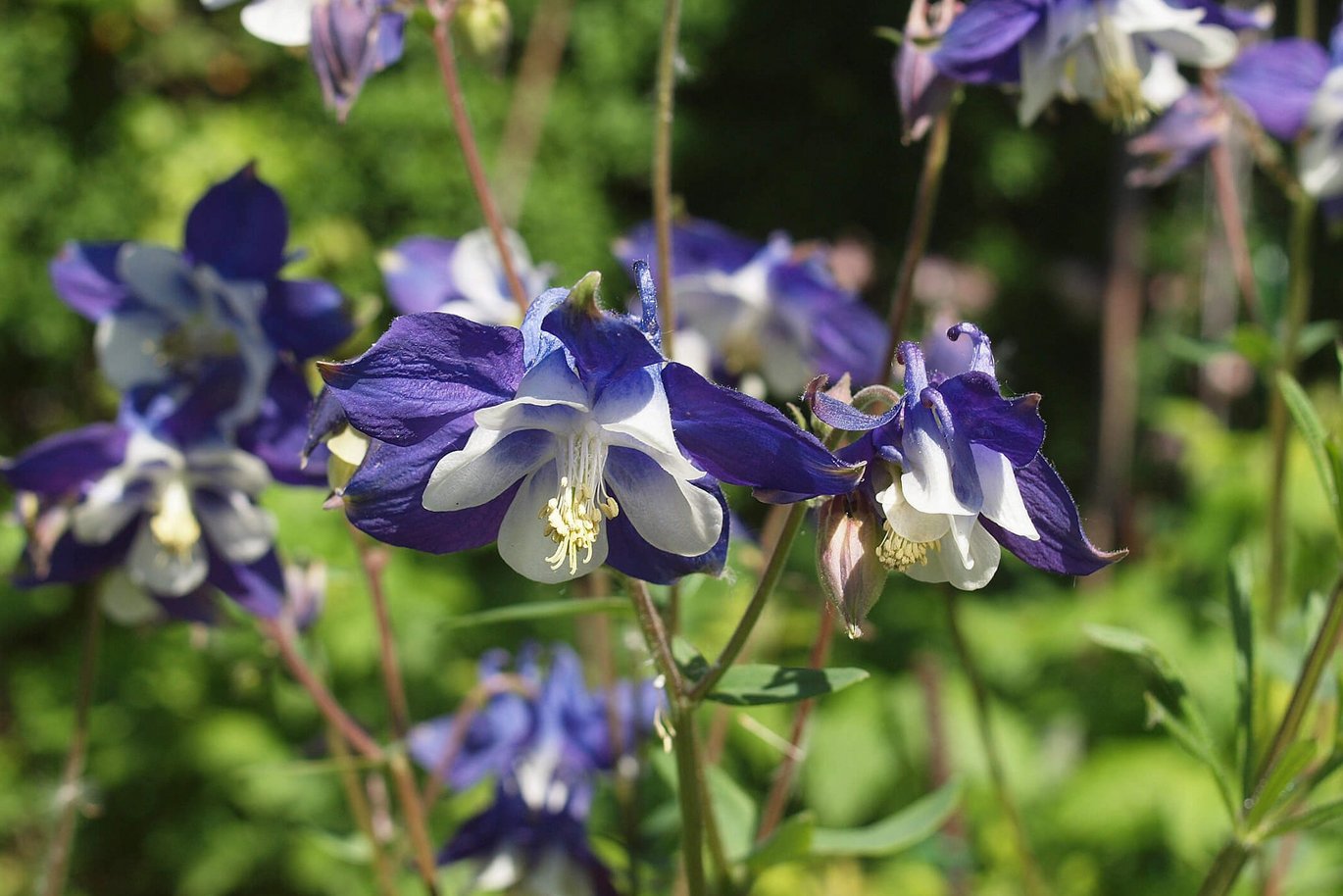 Almindelig akeleje (Aquilegia vulgaris)
